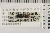 昆虫類