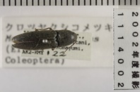 昆虫類