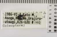 昆虫類