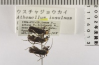 昆虫類