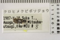 昆虫類