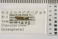 昆虫類
