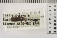 昆虫類