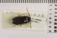 昆虫類