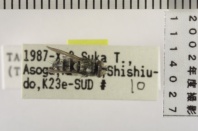 昆虫類