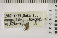 昆虫類