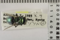 昆虫類