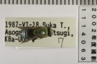 昆虫類