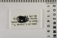 昆虫類