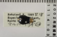 昆虫類