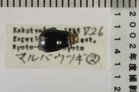 昆虫類