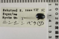 昆虫類