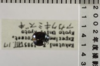 昆虫類