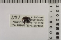 昆虫類