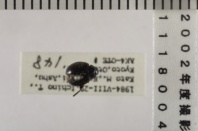 昆虫類