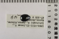 昆虫類