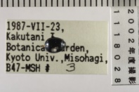 昆虫類