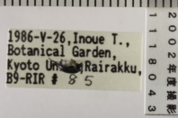 昆虫類