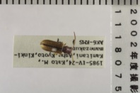 昆虫類