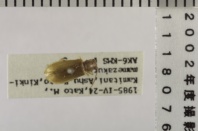 昆虫類