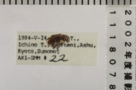 昆虫類