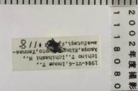 昆虫類