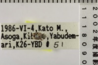 昆虫類