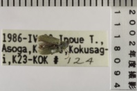 昆虫類