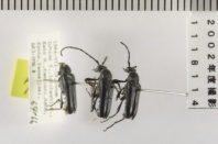 昆虫類