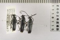 昆虫類