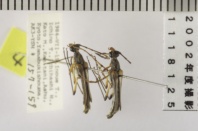 昆虫類