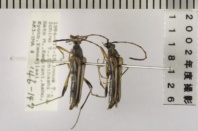 昆虫類