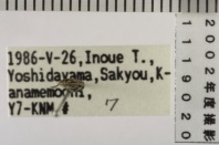 昆虫類