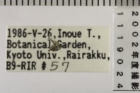 昆虫類