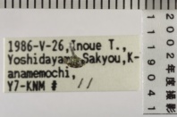 昆虫類