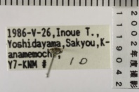 昆虫類