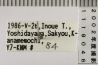 昆虫類