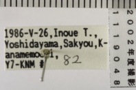 昆虫類