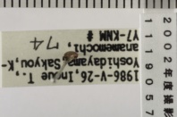 昆虫類