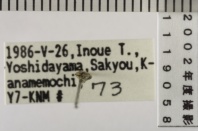 昆虫類