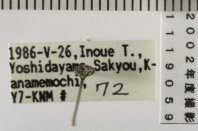 昆虫類