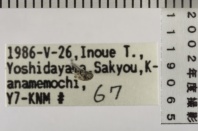 昆虫類