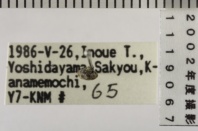 昆虫類