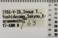 昆虫類