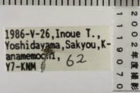 昆虫類