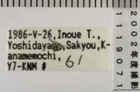 昆虫類