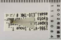昆虫類
