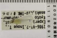 昆虫類