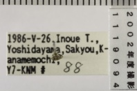 昆虫類
