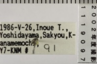 昆虫類